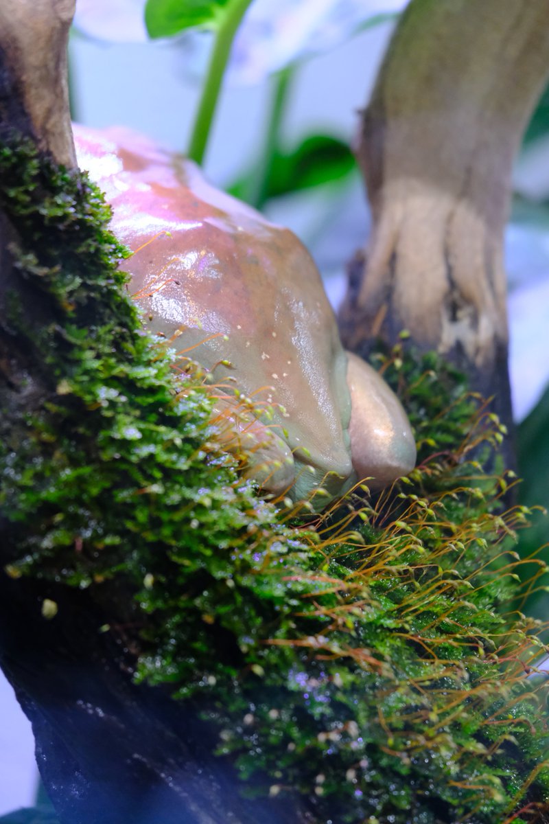 mushi_frog's tweet photo. カエルが5年間ここで寝続けた結果、適度な湿度が保たれて苔のふとんが出来た場所 https://t.co/rrwvP8L0fn