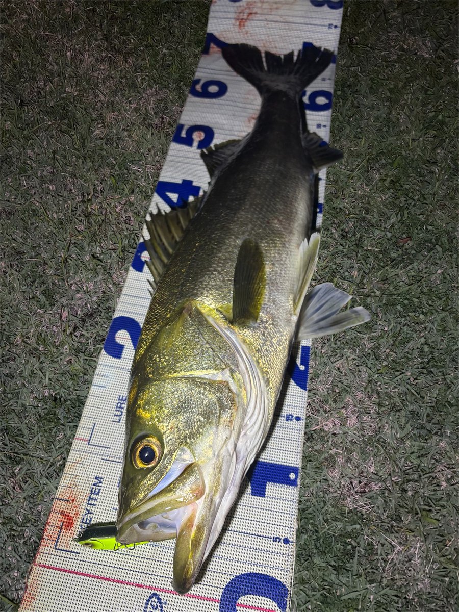 daiP_A_LUNKER's tweet photo. ワスプ✨デッドスロー！70🆙
ワスプ最高っしょ✨！

#SEABASS
#シーバス
#Pickup
#ワスプスラローム80S
#オヌマン
#DAIWA
#LATEO96M
#PURSUINGALUNKER. https://t.co/YaVRiH8vjn