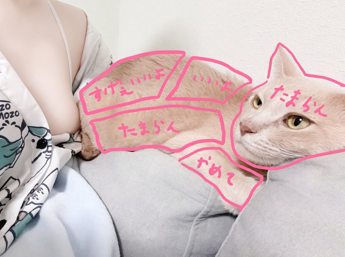 tuyunchu's tweet photo. 2匹のおさわりマップ大公開🐈💕 https://t.co/4tnKriA2IA