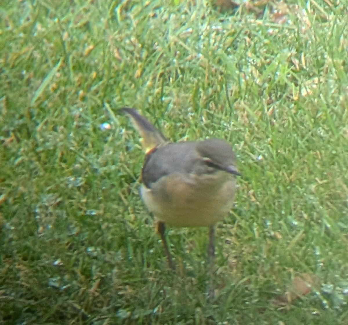 domhoy's tweet photo. @teesbirds1 first for the #redcar garden, #greywagtail hunting insects in the grass https://t.co/0ymqRHk8fb