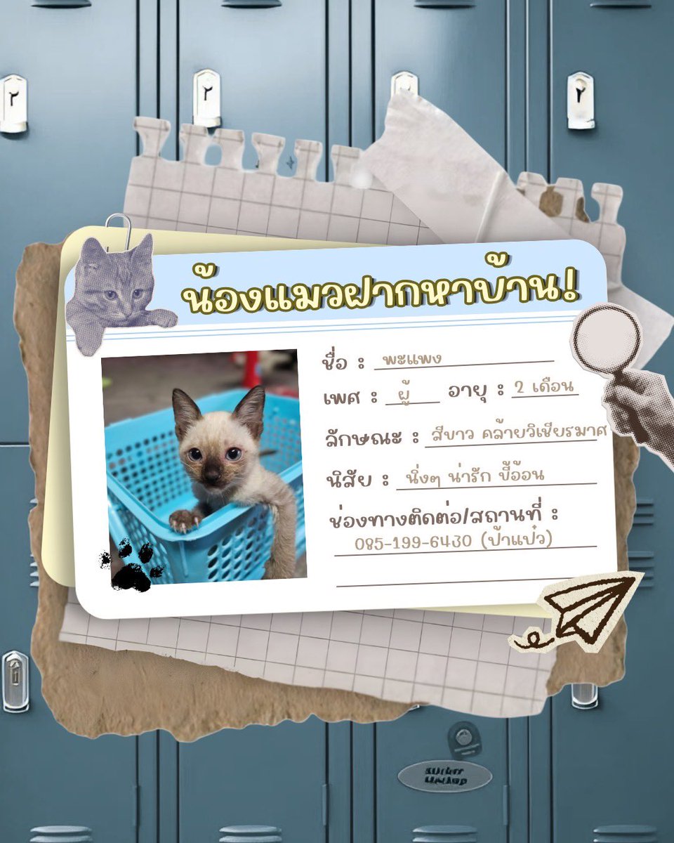 johnjud_cu's tweet photo. 🐈แมวจรฝากหาบ้าน 🏡

ลูกแมวจรถูกทิ้งที่ข้างหลังปั๊ม ปตท.สามย่าน
อายุ : 2 เดือน
เพศ : ผู้
นิสัย : นิ่งๆ น่ารัก
พิกัด : ตลาดสามย่าน
ทำหมัน/วัคซีน :
▪︎ หยดยาป้องกันปรสิตภายนอก  ✅️

☎️สนใจติดต่อ : 0851996430 (ป้าแป๋ว) หรือทักสอบถามได้ที่DM✨ https://t.co/6wK6zHqzxc