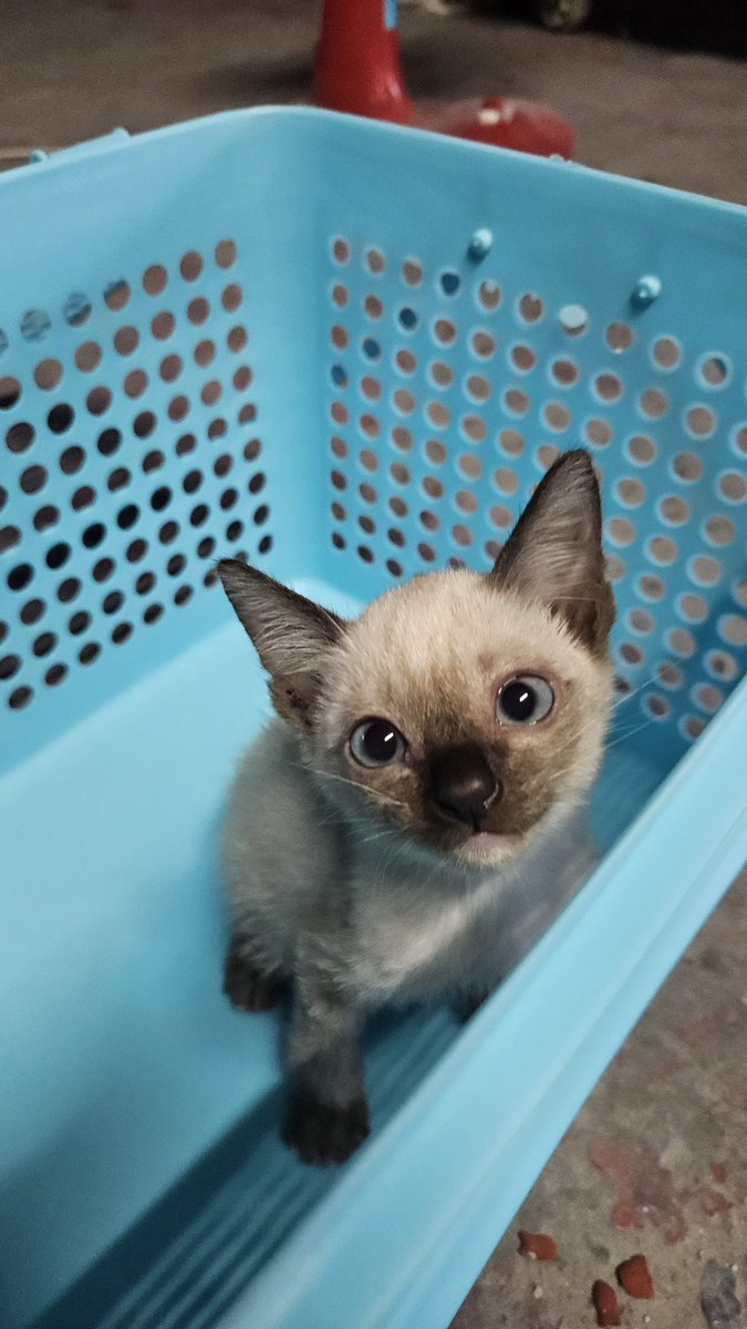 johnjud_cu's tweet photo. 🐈แมวจรฝากหาบ้าน 🏡

ลูกแมวจรถูกทิ้งที่ข้างหลังปั๊ม ปตท.สามย่าน
อายุ : 2 เดือน
เพศ : ผู้
นิสัย : นิ่งๆ น่ารัก
พิกัด : ตลาดสามย่าน
ทำหมัน/วัคซีน :
▪︎ หยดยาป้องกันปรสิตภายนอก  ✅️

☎️สนใจติดต่อ : 0851996430 (ป้าแป๋ว) หรือทักสอบถามได้ที่DM✨ https://t.co/6wK6zHqzxc