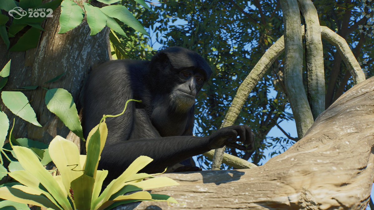 PlanetZooGame's tweet photo. Time for one final Zoopedia drop!
Check out the SIX animals we just added: https://t.co/MF5V7dMpuG
We still have a few species yet to be revealed! Make sure to check back on our website for the final reveals, or see if you can be amongst the first to spot them 👀 https://t.co/4nkDSD7R7J