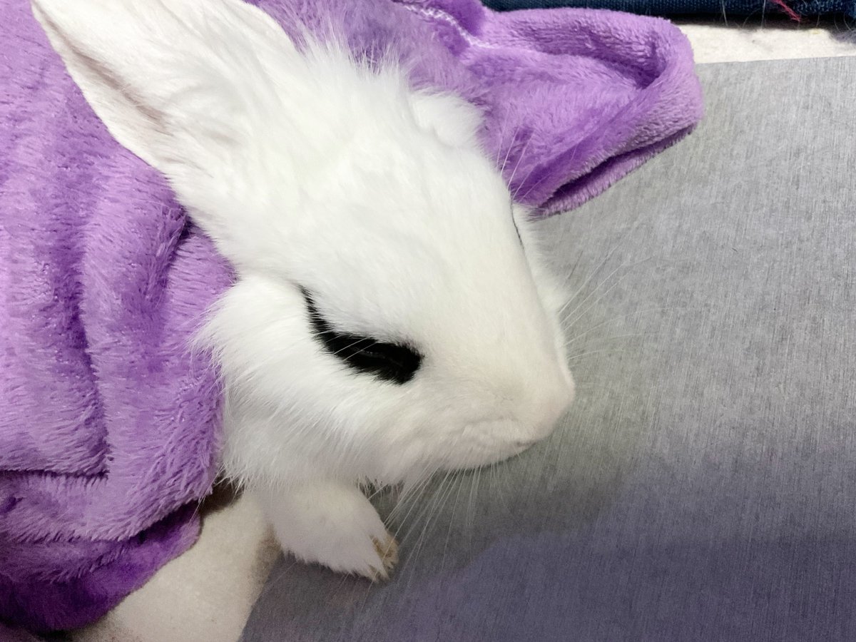 kimmukkibaby's tweet photo. 잘 놀다가도 어렸을때 덮고 자던 이불만 덮어주면 바로 자는데
내토끼만 그런지 궁금.. https://t.co/VfX6x7kcFX