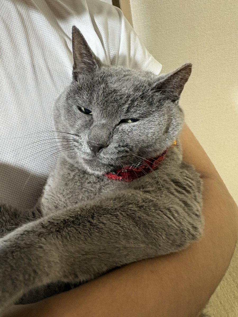 vAOS22RiMgBiMej's tweet photo. 押入れで寝てたんだけど、引っ張り出されちゃったよ😪

#猫のいる暮らし　#猫のいる幸せ
#猫かわいいね https://t.co/fOsvfGhpul