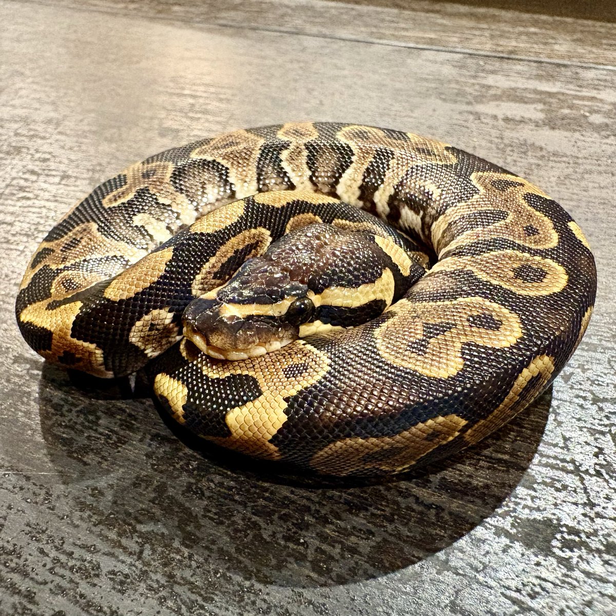 Ttri_BallPython's tweet photo. 販売個体紹介

0.1 アスファルト/YB

¥10,000

黒と黄色のコントラストが魅力的な子です！

＊気になる生体がいましたらお気軽にDMお待ちしております🐍

#T_tri
#ボールパイソン https://t.co/WaU77YAnIq
