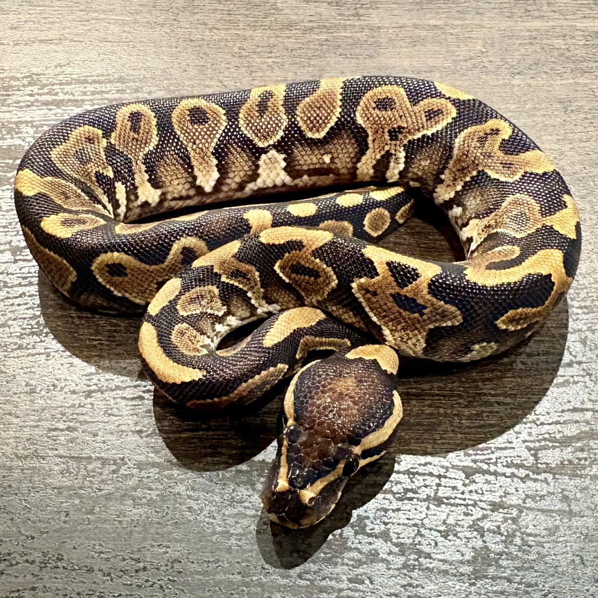 Ttri_BallPython's tweet photo. 販売個体紹介

0.1 アスファルト/YB

¥10,000

黒と黄色のコントラストが魅力的な子です！

＊気になる生体がいましたらお気軽にDMお待ちしております🐍

#T_tri
#ボールパイソン https://t.co/WaU77YAnIq
