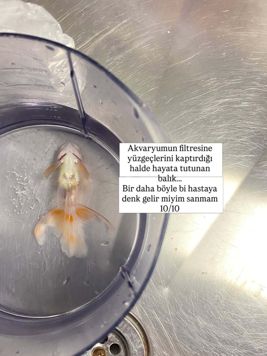 onedio's tweet photo. Veterinerlik öğrencisi Nisa Bilgir’den “Staj sırasında gördüğüm hastaları puanlıyorum” paylaşımı. https://t.co/EAe0hh0gJU