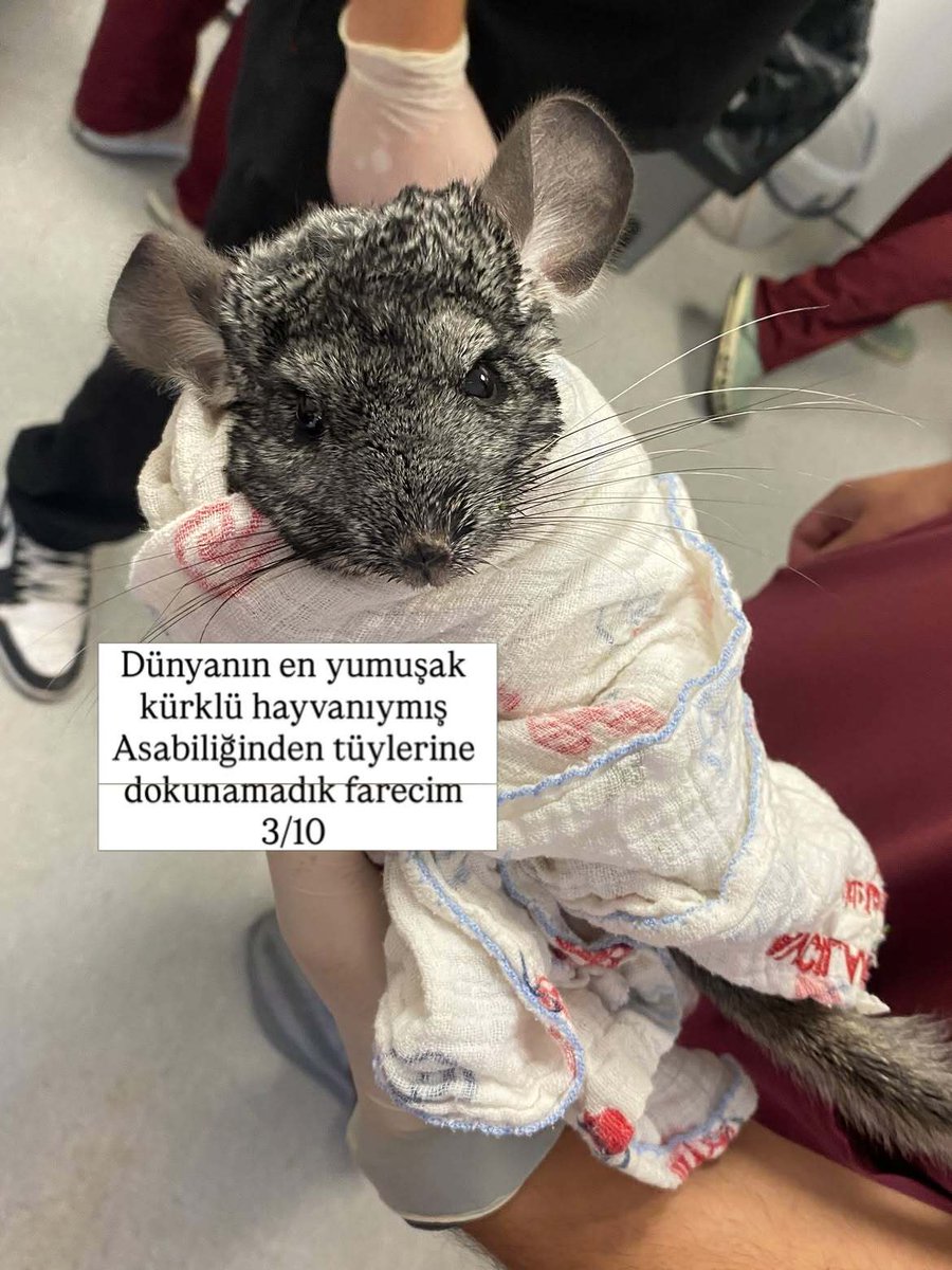 onedio's tweet photo. Veterinerlik öğrencisi Nisa Bilgir’den “Staj sırasında gördüğüm hastaları puanlıyorum” paylaşımı. https://t.co/EAe0hh0gJU