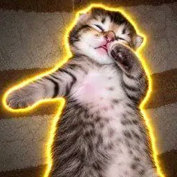 MostGentleDev's tweet photo. HUGE NEW CAT MEME HAS BLOWN UP OVERNIGHT 

Video of a cat dabbing has gone mega viral with 21M and another 11M VIEWS in less than a day. I've never seen something get viral this quickly.

21m views on instagram https://t.co/0Gkm7FuSEK https://t.co/5TJChHcIlg