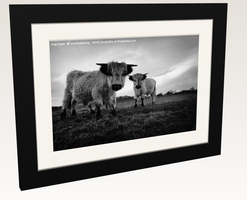 rawshutterbug's tweet photo. High Park Cow Mono Picture Framed &amp; Mounted Wall Art in Colour by rawshutterbug MSVRVisual - #545111 https://t.co/ryEz4Zkhd3 
#cows #farmanimal https://t.co/Xjkf4CZ3tK