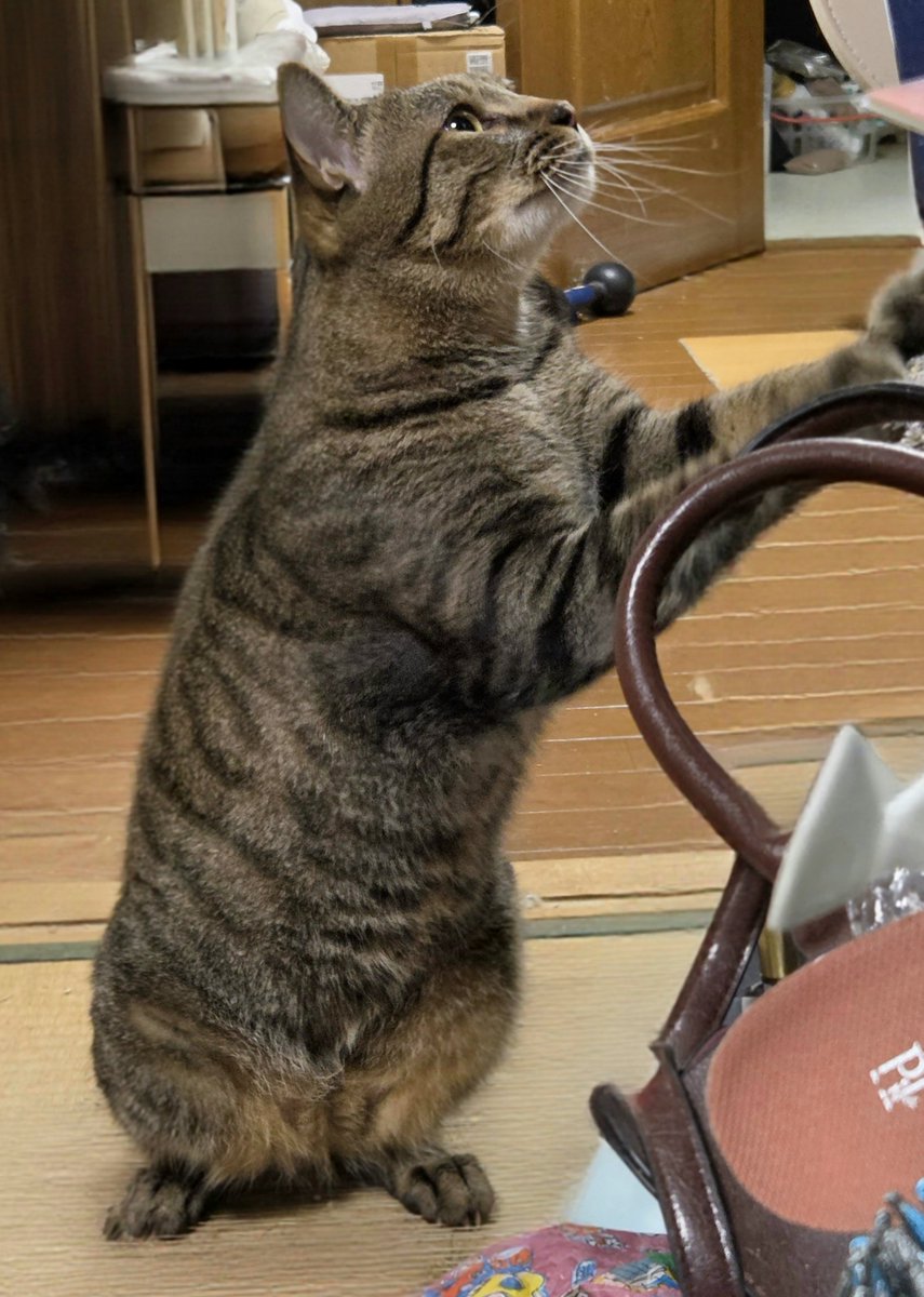 dolphinkicks's tweet photo. 二本足で立つりくくん🐈‍⬛ ͗💚🤭⁡
⁡ #りくくん  #ねこ  #ねこのいる生活  #ねこ写真  #猫
               https://t.co/4Q3WPdJJzZ https://t.co/hiQUqH1POw