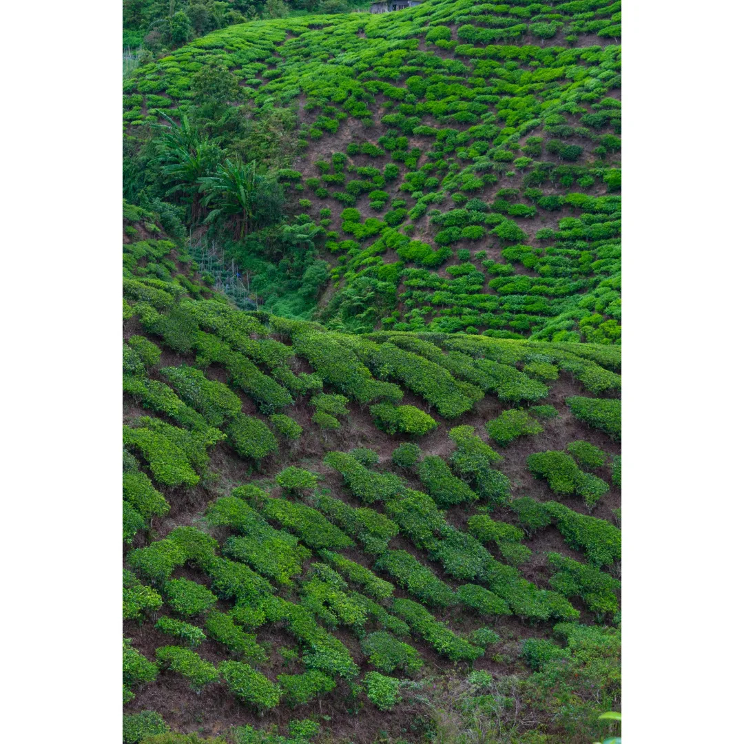 Menyali's tweet photo. Cameron Highlands, Malasia. Abril de 2024. https://t.co/sleFfag9wY