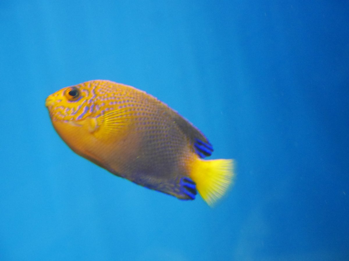 penpenhtf1's tweet photo. @Aqua_journal 葛西臨海水族園です。
Tokyo sea life park 

良い��が沢山います！ https://t.co/o2qyzUug3W
