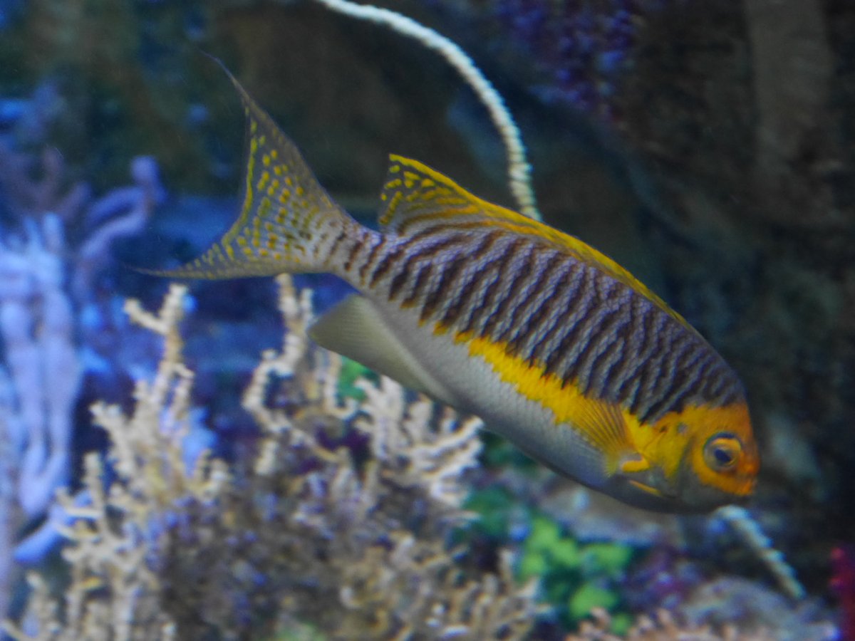 penpenhtf1's tweet photo. @Aqua_journal 葛西臨海水族園です。
Tokyo sea life park 

良い��が沢山います！ https://t.co/o2qyzUug3W