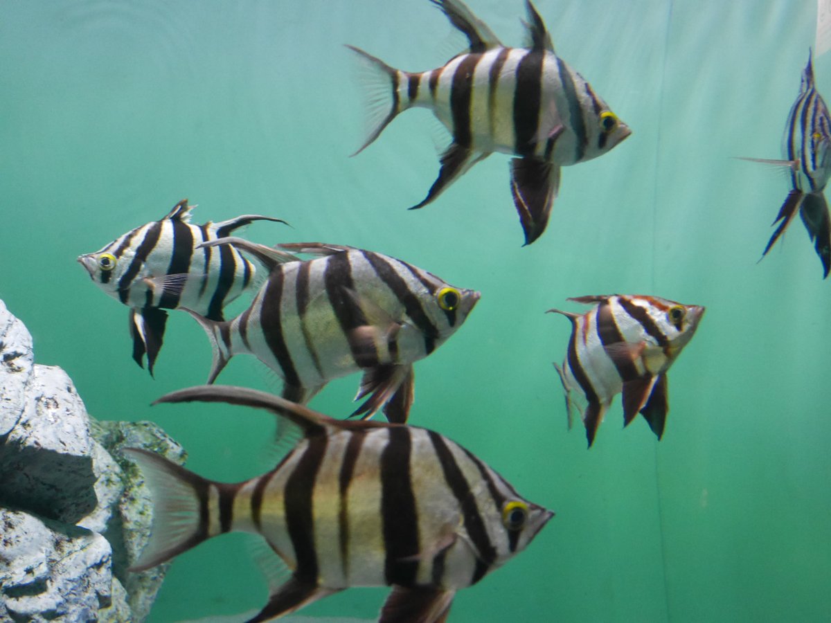penpenhtf1's tweet photo. @Aqua_journal 葛西臨海水族園です。
Tokyo sea life park 

良い��が沢山います！ https://t.co/o2qyzUug3W