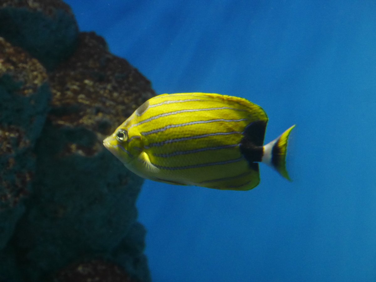 penpenhtf1's tweet photo. @Aqua_journal 葛西臨海水族園です。
Tokyo sea life park 

良い��が沢山います！ https://t.co/o2qyzUug3W