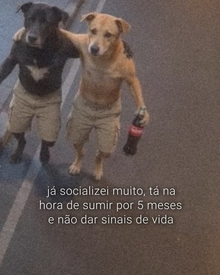 acervobichinho's tweet photo. https://t.co/lt5mf8CrQ4