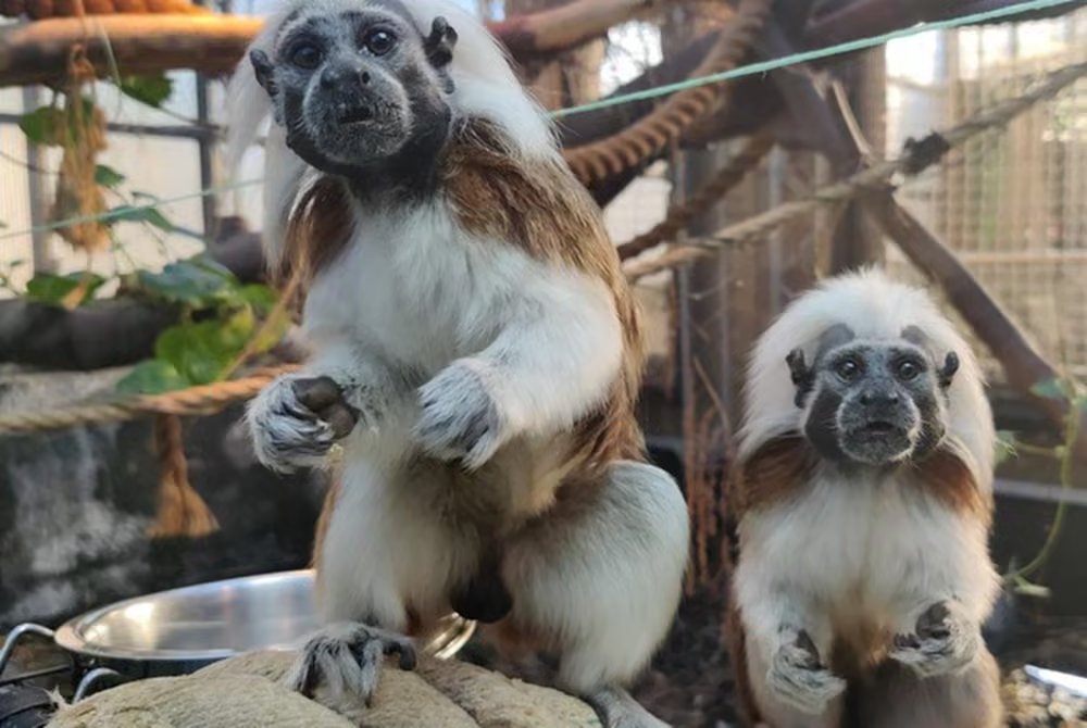 Leeds_Learning's tweet photo. Did you know - 
Tropical World entry is free for Leeds authority-maintained schools!! 🐒

Escape the winter weather and bring learning to life at @TropWorldLeeds 

Find out more here: https://t.co/kjZuik0ioT #TropicalWorld #enrichment #schooltrip https://t.co/MnQ1OeZspn