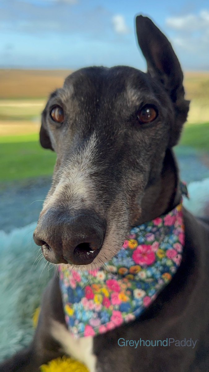 paddythegreyt's tweet photo. Human took photos of me.

She said she needs 12 photos.
Apparently one for each month? 

I’m not entirely sure what she’s planning…

But I’ve made my terms very clear.

One photo = one piece of cheese.

12 photos.
12 pieces of cheese.

Seems fair to me. 

P.S. Human says I need to “look handsome.”
I thought that was already covered.

Paddy 🐾