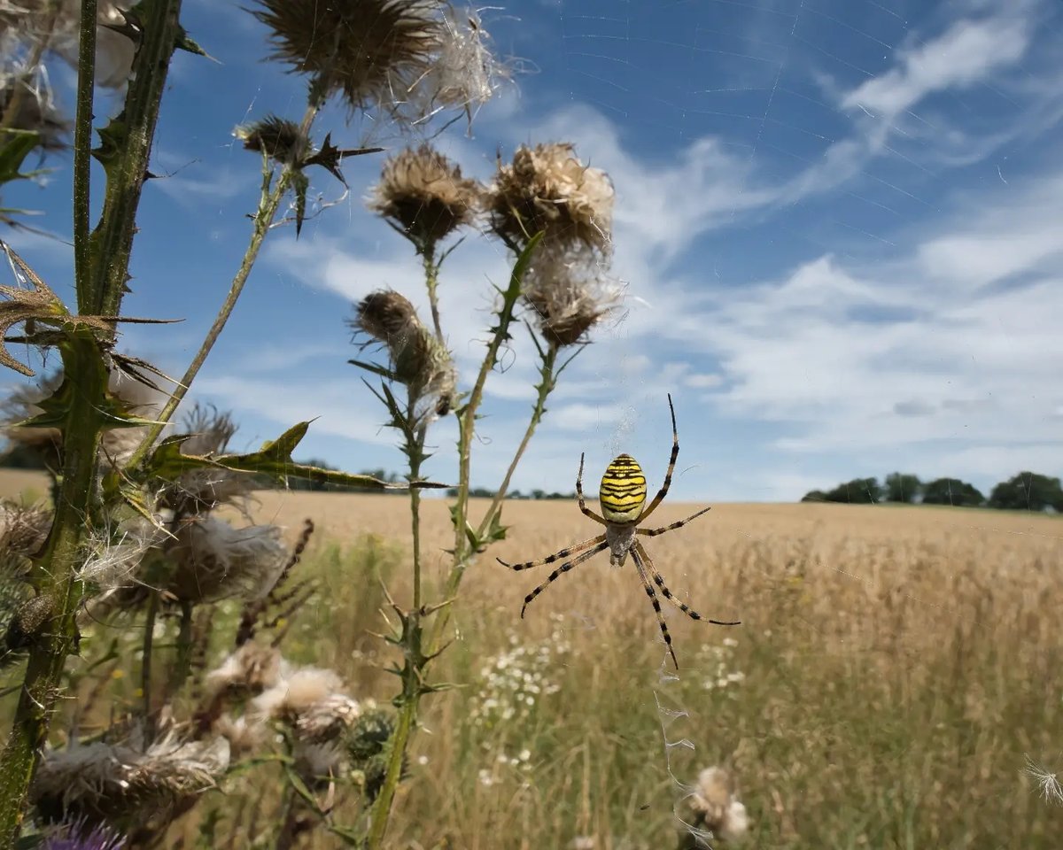 NXLSANDY's tweet photo. Heute auf der Wiese: Eine Spinne tanzt im Wind. https://t.co/nDhjgHRALt
