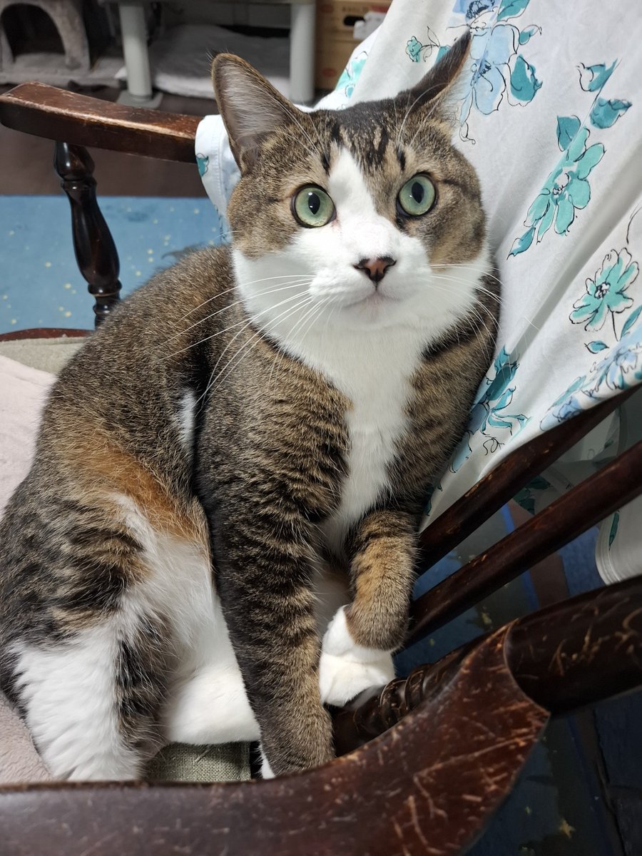geratoni0718's tweet photo. ｢ん？今日の飯はママクック牛肉味をトッピングしてくれんのか？｣
#猫のいる暮らし https://t.co/u2muKIOVQv