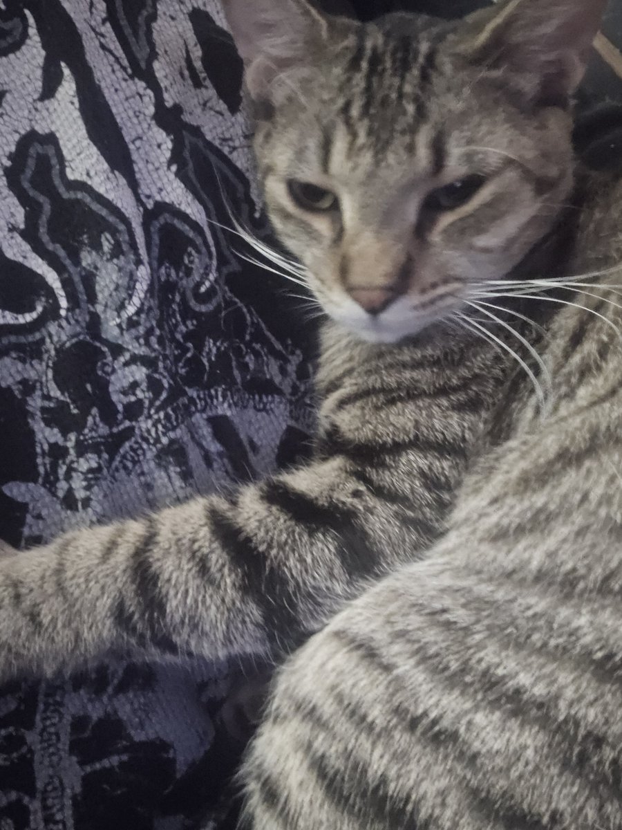 SoftDecayTito's tweet photo. This is the idiot that keeps distracting me while I stream >:c https://t.co/WcAO6lI5YS