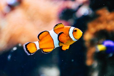 YotchanB66641's tweet photo. 子供の引率で水族館🦭行ってきた🐟

#子供
#ママ
#母親
#ご飯
#父親
#ワンオペ
#日常
#生活
#家族
#時間
#未来 https://t.co/hEFf4Sre1T