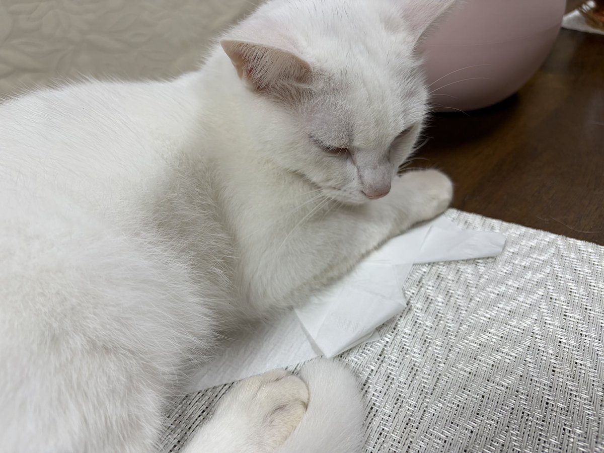 denryuu69's tweet photo. まっちゃんが、ティッシュを出して敷いて寝るを覚えてしまった…困りますーっ🥹💦 https://t.co/3hNLo0HF4l
