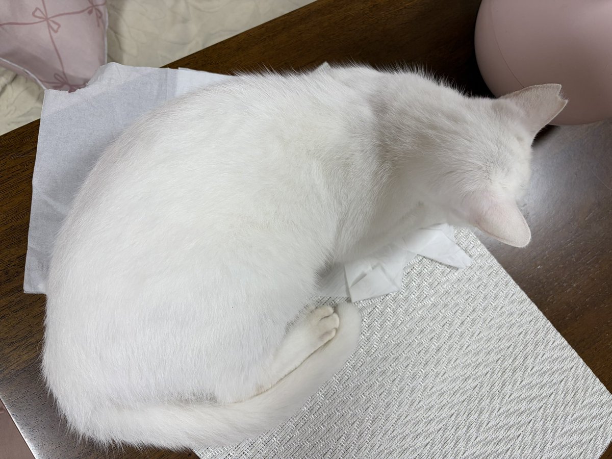denryuu69's tweet photo. まっちゃんが、ティッシュを出して敷いて寝るを覚えてしまった…困りますーっ🥹💦 https://t.co/3hNLo0HF4l