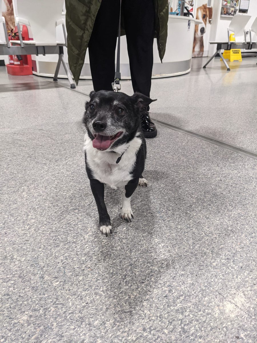 lynn93128's tweet photo. Two years today, I brought you home, my beautiful sweet Bobby, you was grieving for the elderly lady who had loved you for many years, yes I knew you was an older dog but you needed love and I had lots to give, you was tubby on this pic before healthy diet, miss you Bobby x https://t.co/TCUCTbcGxj