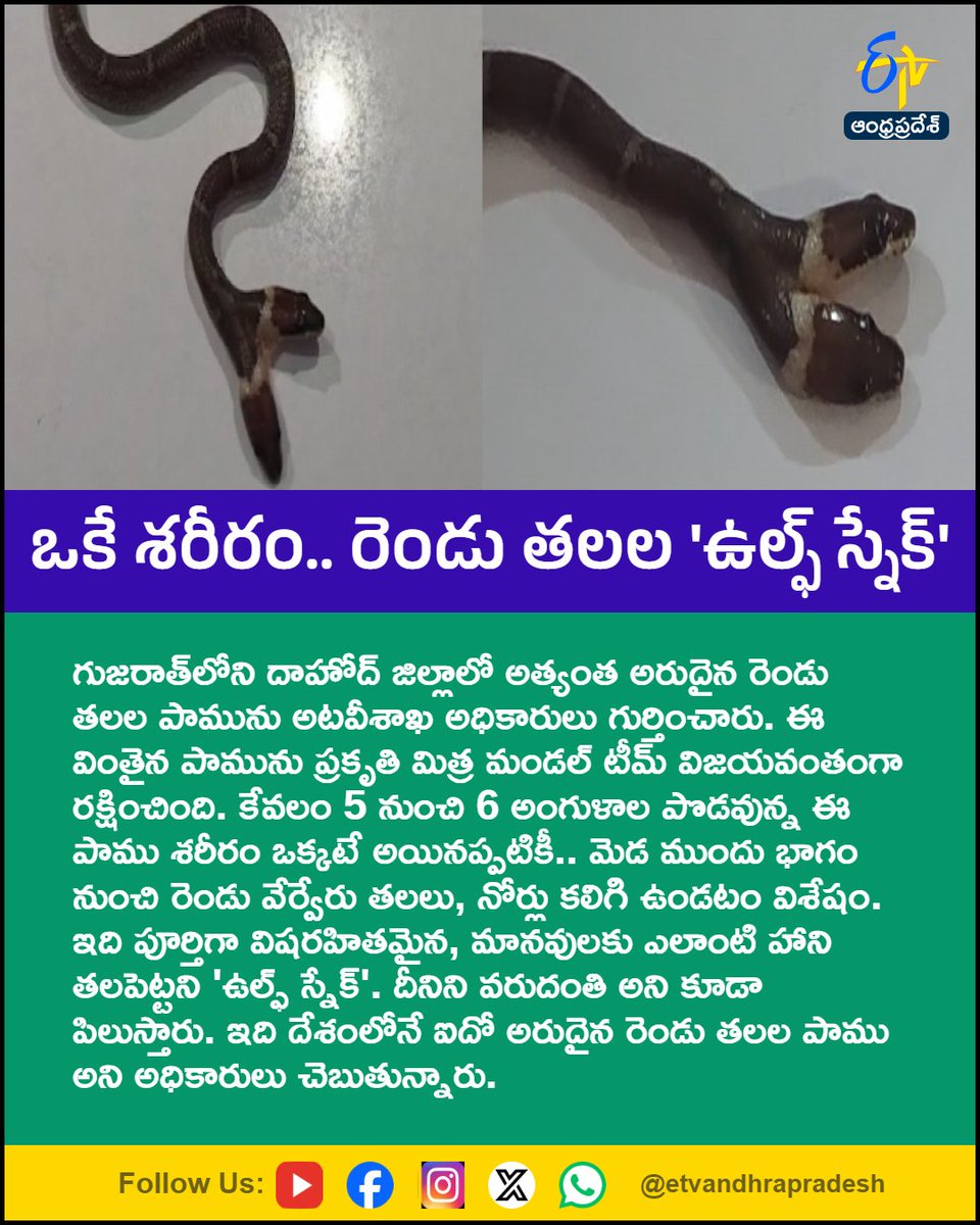 etvandhraprades's tweet photo. ఒకే శరీరం.. రెండు తలల ఉల్ఫ్ స్నేక్
For More LIVE Updates Click This Link
https://t.co/eltbdVshne
#WildlifeRescue
#WolfSnake
#TwoHeadedSnake
#Wildlife
#Gujarat
#Etvapbreaking https://t.co/R5npVsoxUd