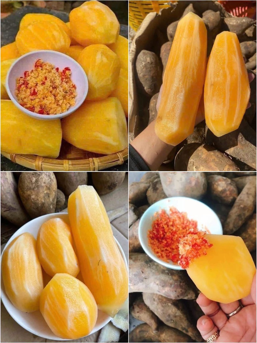 NgocDangX52's tweet photo. 🌱 Cắn một miếng giòn giòn, vị ngọt thanh, mọng nước, ăn mát miệng cực kỳ.
Chấm thêm chút muối ớt nữa thì càng ăn càng ghiền!
#CuSamDat #SamDat #CuSam #TraiCayDanDa #TraiCayTuNhien #TraiCayNgon #MonNgonMoiNgay #AnVat #AnVatMoiNgay #DoAnVat #AnLaGhiền #NhinLaThem #MonNgonDanDa #HuongViQueNha #AmThucVietNam #DacSanVietNam #QuaNgonMoiNgay #DoNgon #Foodie #FoodLover