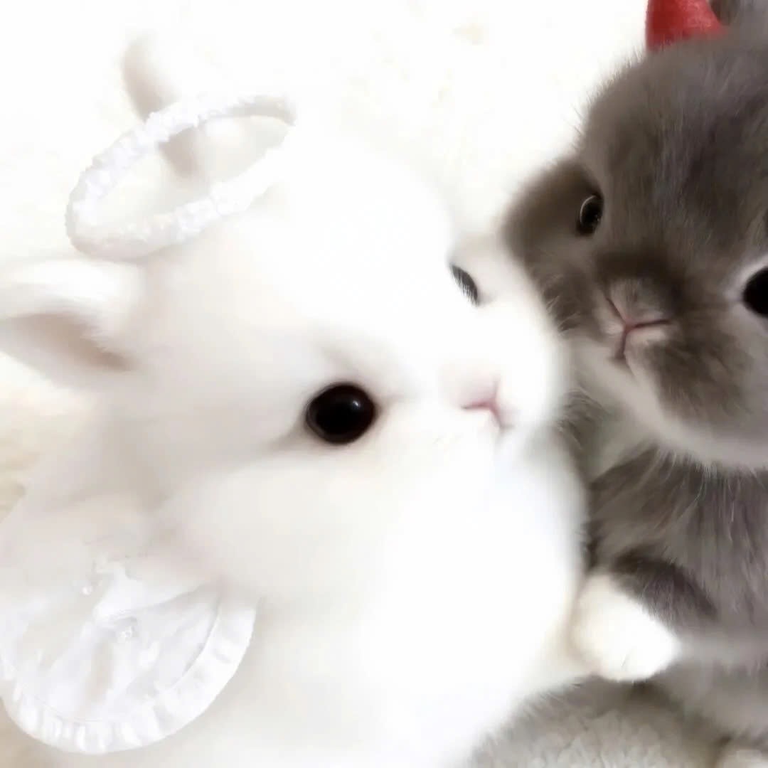 ShouldHaveRabit's tweet photo. Good bunny. Bad bunny. https://t.co/l2AB8v0xtb