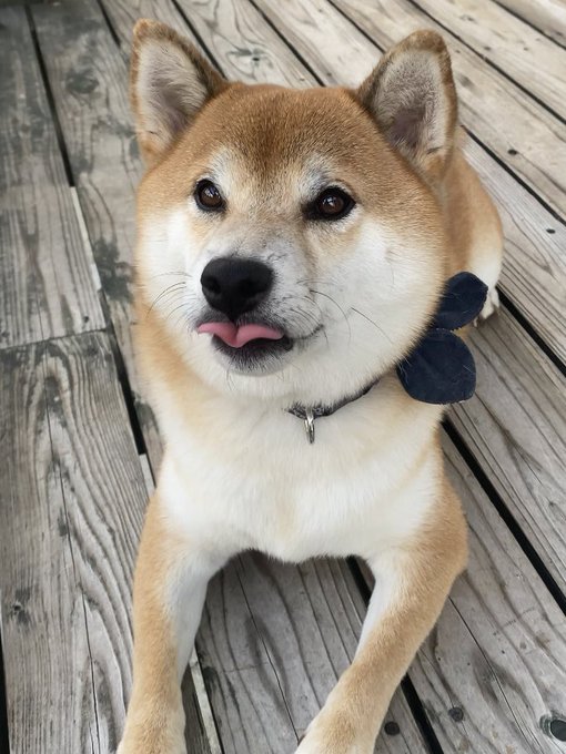 A Shiba Inu lies on a wooden deck with its tongue sticking out playfully, illustrating the caption's humorous challenge of getting the dog's tongue back in, fitting the "#柴犬のいる暮らし#柴犬" theme of life with a Shiba.
