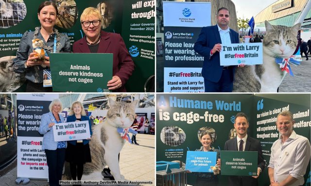 humaneworlduk's tweet photo. In Liverpool a 6 foot Larry the cat helped us pose the question: could Andy Burnham's Government give 'hope again' to animals? 

We’re cautiously optimistic! Read our reflections on Labour conference in @LabourList https://t.co/TmmM4AnsFb https://t.co/A9yYB9Z0AE