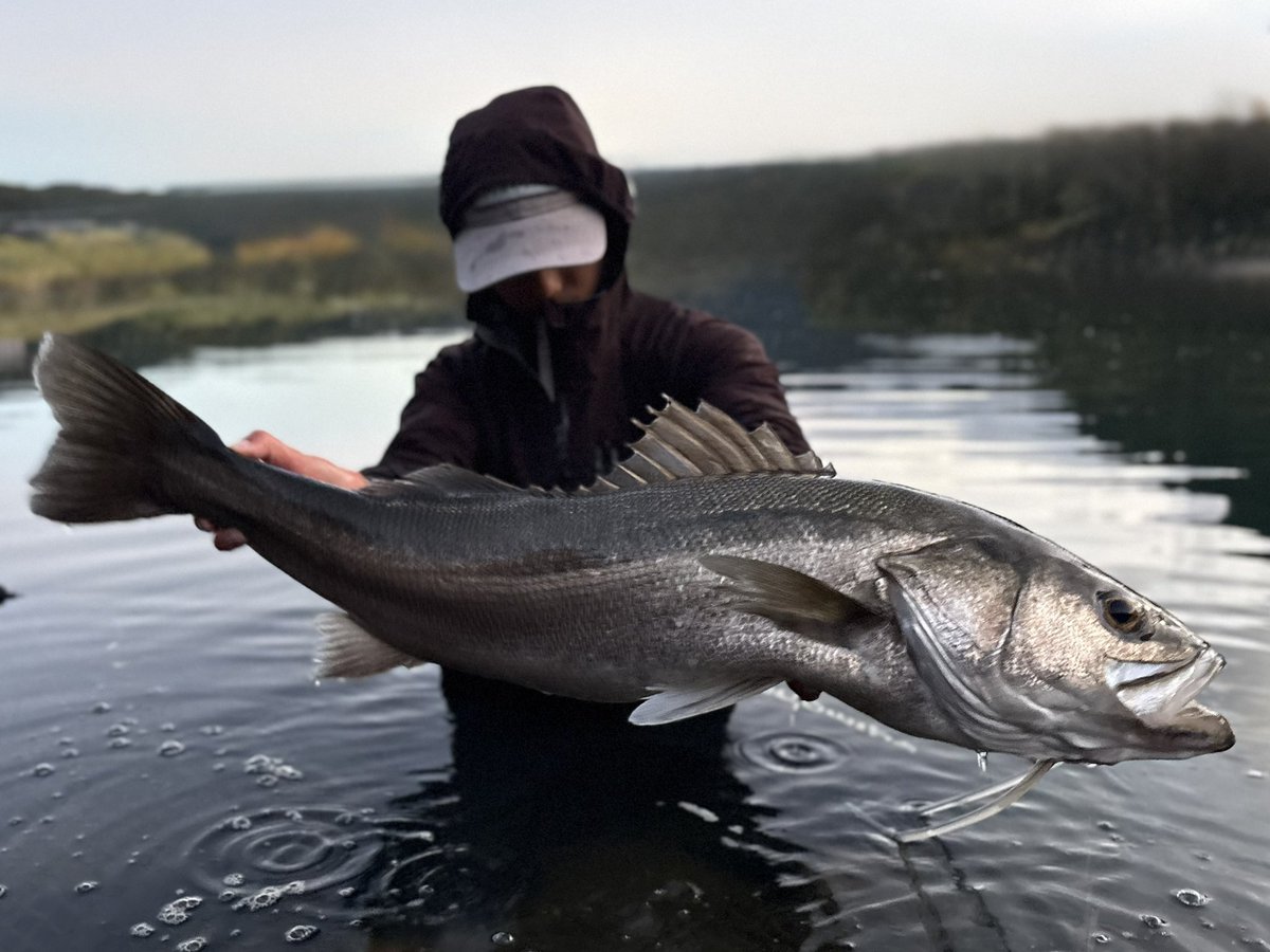 daisukefish's tweet photo. シーバスのフィッシュグリップ持ち苦手だからシャケ待ち流行って欲しい https://t.co/pirCzqdMia