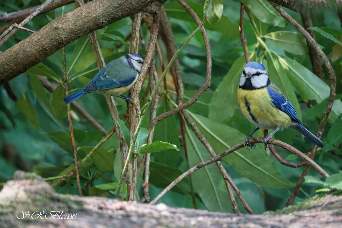PenrhosSave's tweet photo. Should wildlife be forced out of their home for  a holiday village ? 
There is an abundance of holiday homes / caravans /chalets on Ynys Môn.
People  holiday here to enjoy nature  not for it to be obliterated for a few to profit! Please send your objections in! 
#SavePenrhos #AchubPenrhos 
📸Shirley Blease