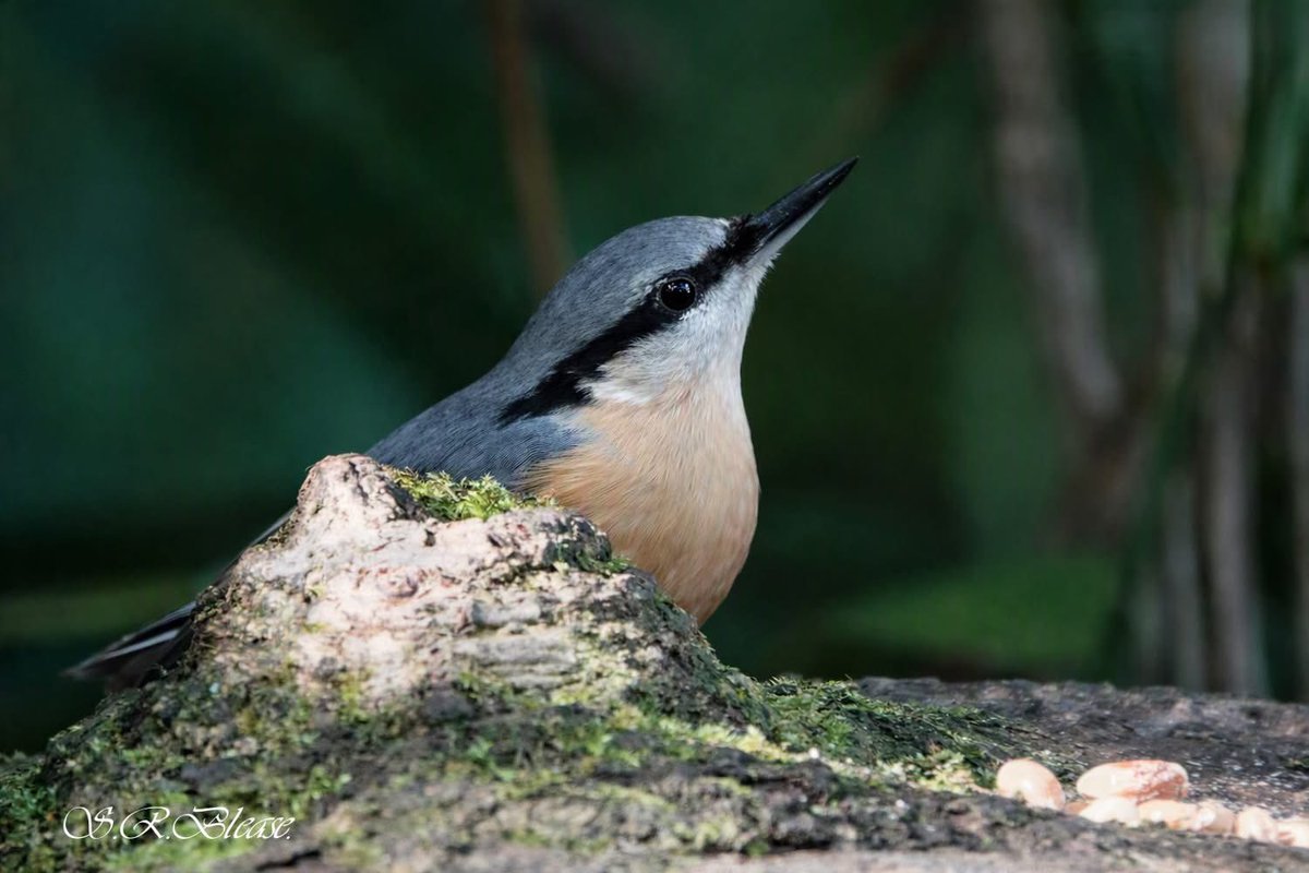 PenrhosSave's tweet photo. Should wildlife be forced out of their home for  a holiday village ? 
There is an abundance of holiday homes / caravans /chalets on Ynys Môn.
People  holiday here to enjoy nature  not for it to be obliterated for a few to profit! Please send your objections in! 
#SavePenrhos #AchubPenrhos 
📸Shirley Blease