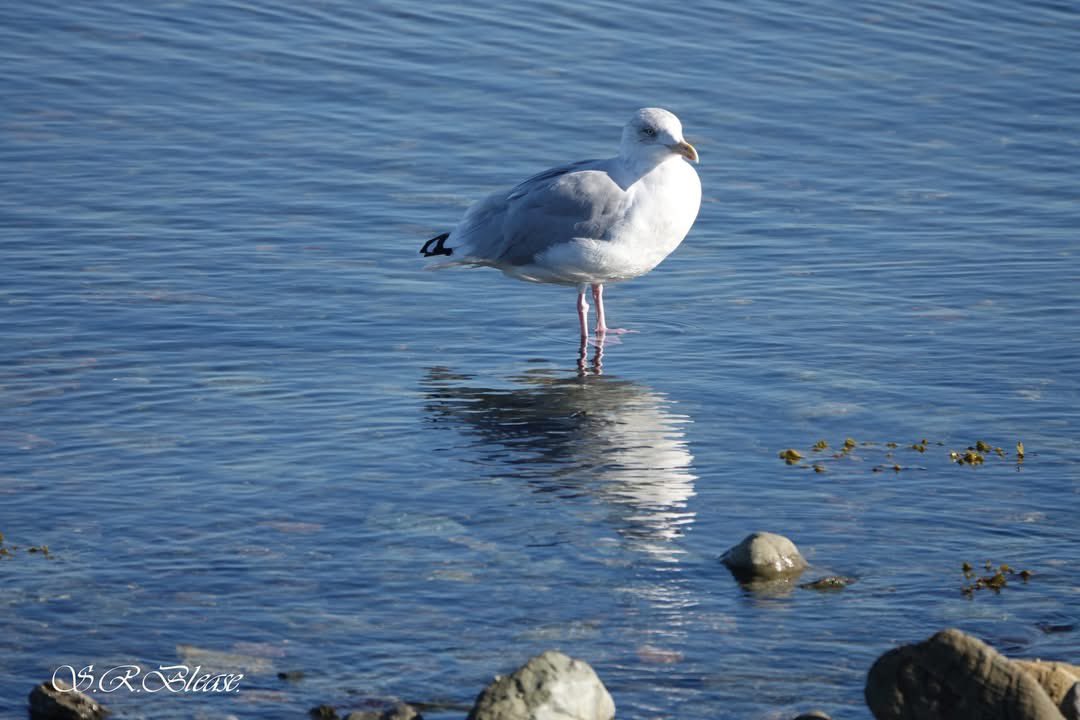 PenrhosSave's tweet photo. Should wildlife be forced out of their home for  a holiday village ? 
There is an abundance of holiday homes / caravans /chalets on Ynys Môn.
People  holiday here to enjoy nature  not for it to be obliterated for a few to profit! Please send your objections in! 
#SavePenrhos #AchubPenrhos 
📸Shirley Blease