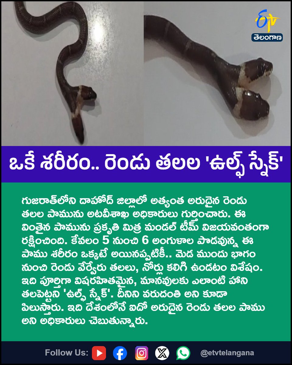 etvtelangana's tweet photo. ఒకే శరీరం.. రెండు తలల ఉల్ఫ్ స్నేక్
For More LIVE Updates Click This Link
https://t.co/J7l3k76SGA
#WildlifeRescue
#WolfSnake
#TwoHeadedSnake
#Wildlife
#Gujarat
#Etvtgbreaking https://t.co/zcBigIWMQW