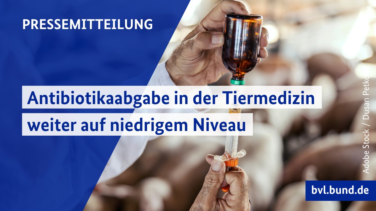 BVL_Bund's tweet photo. Antibiotikaabgabe in der Tiermedizin weiter auf niedrigem Niveau: Die Menge der in der Tiermedizin abgegebenen Antibiotika ist in Deutschland 2025 marginal gesunken. Es wurden rund 562 t Antibiotika an die Tierärzteschaft und weitere Empfänger abgegeben.
🔗https://t.co/5qA77uGjYY https://t.co/gdGdJFhtIC