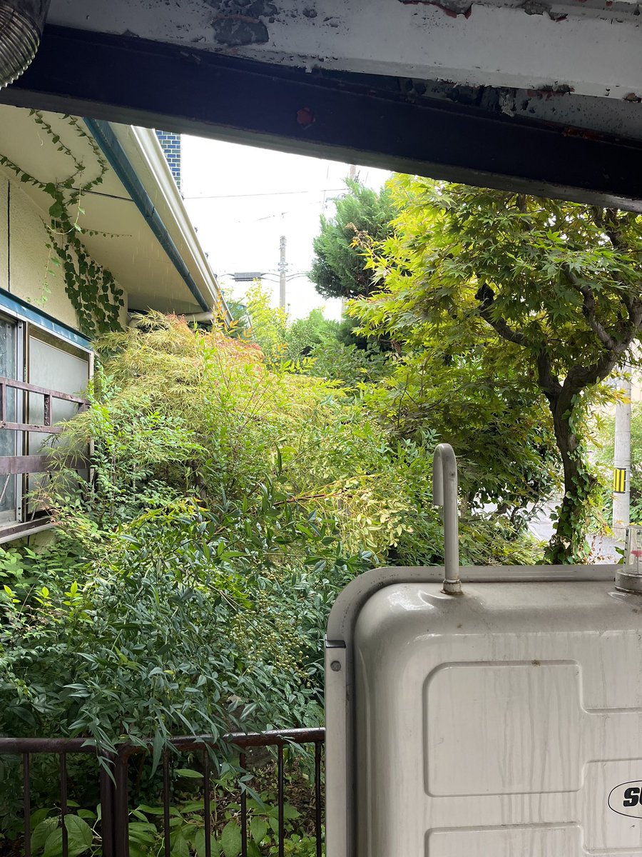 NissanKai's tweet photo. #剪定　#松

お客さんの要望で、がっつり、すっきり、さっぱり剪定。 https://t.co/VcmJbuvWAg