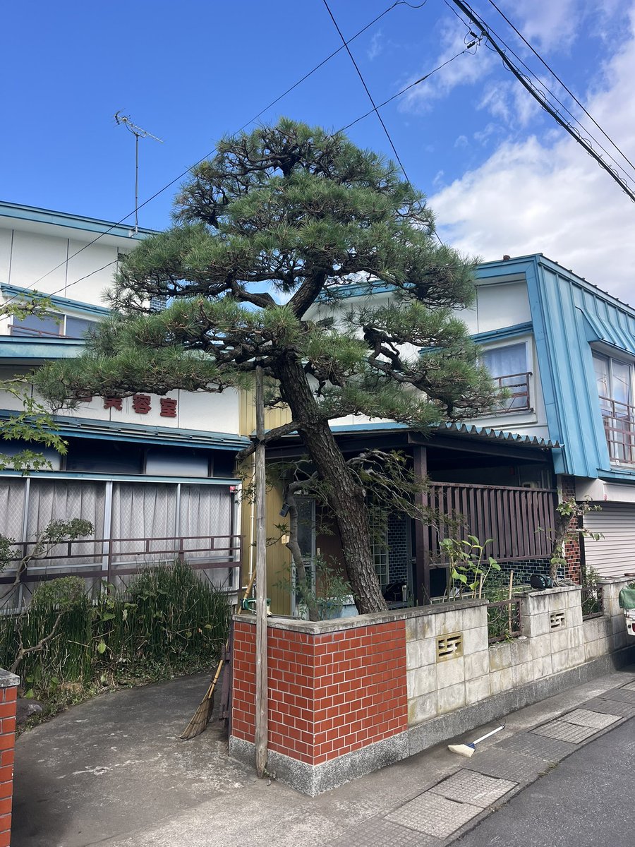 NissanKai's tweet photo. #剪定　#松

お客さんの要望で、がっつり、すっきり、さっぱり剪定。 https://t.co/VcmJbuvWAg