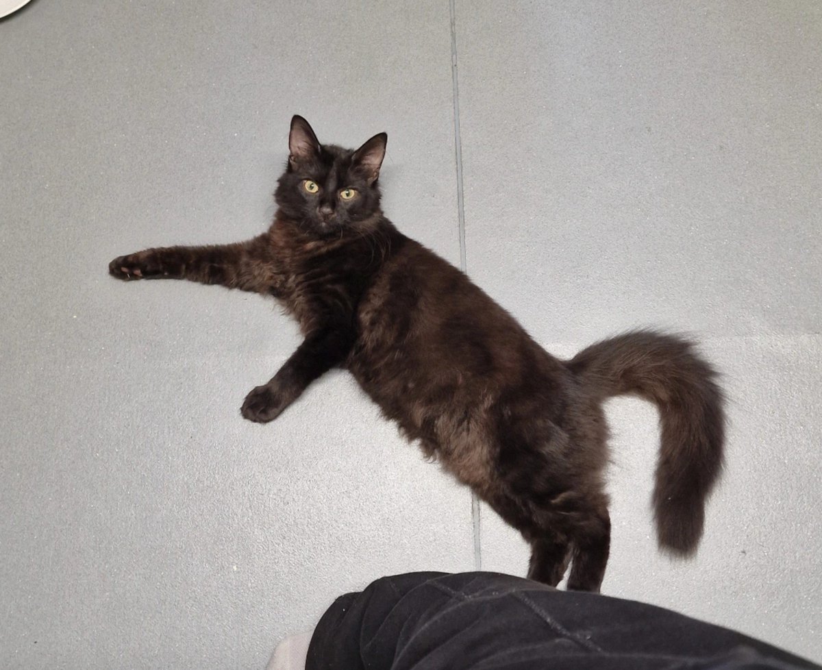Ashernstuff's tweet photo. I would make a big life update of all of the stuff that's happened since it's literally been nearly 2 years, but I only have 2 updates and they're that I got put on antidepressants and I got a cat. This is Poji. She eats bugs. ✨ https://t.co/q2MVOzkcXJ