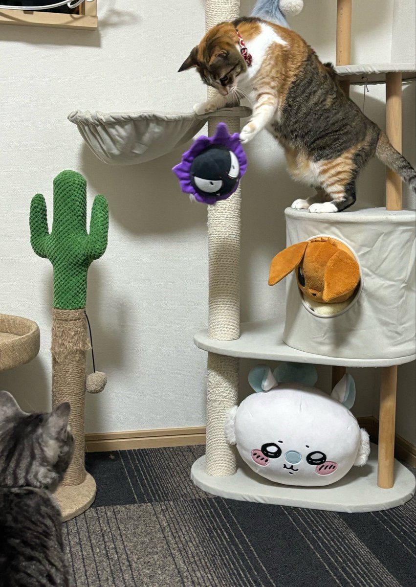totomaru_hanmi tweet picture