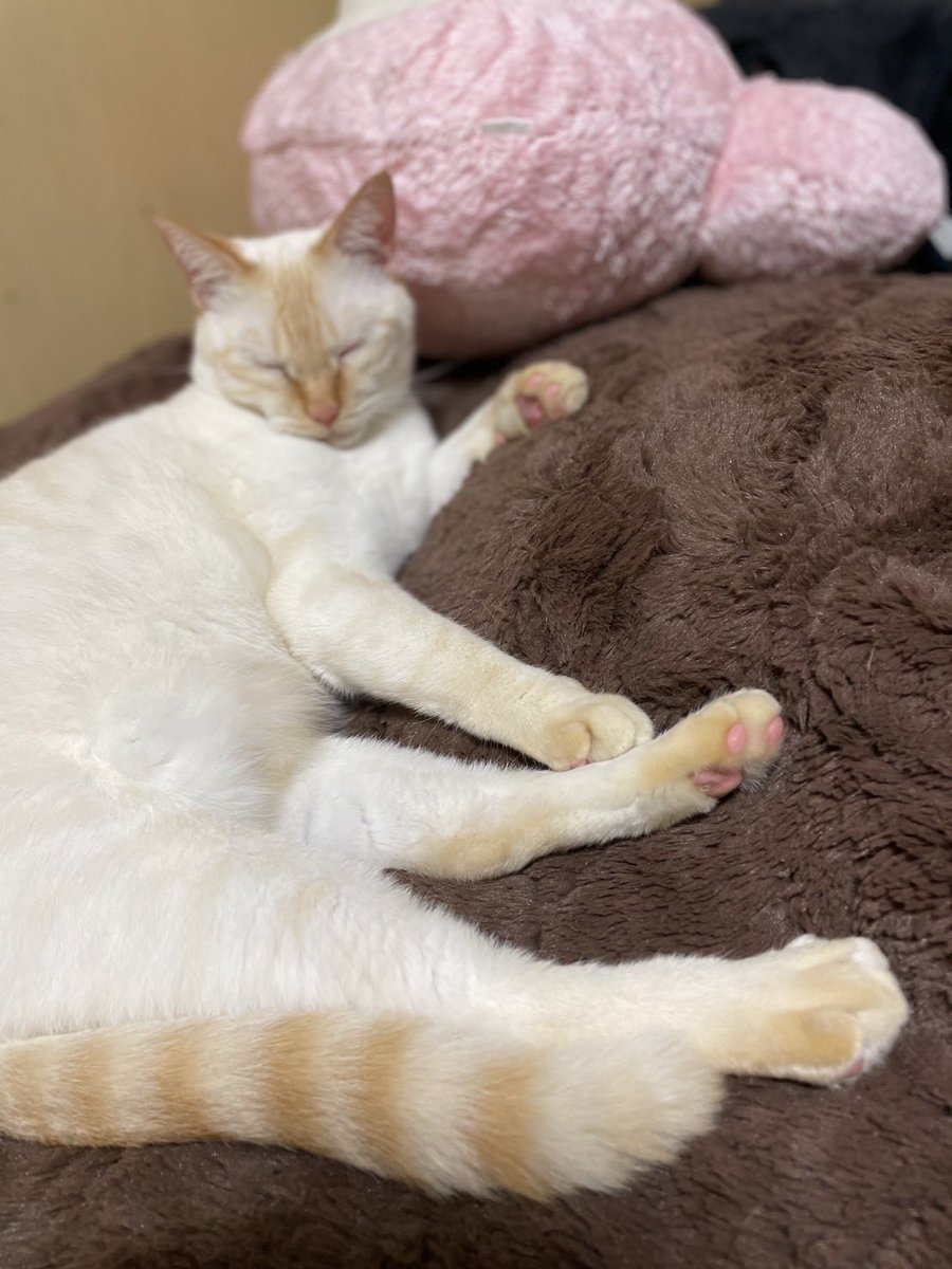 ummmmm_89's tweet photo. 猫探してます！

雑種 6歳 イクラ♂ 去勢済
【特徴】
尻尾が薄茶と白の縞々模様で、青い瞳をしてます。
滋賀県守山市今市町の友人宅に預けていた所、脱走し猫探偵に頼んでも見つからず悲しい思いをしています。
見かけた方や保護してくださった方がおられたら、こちらにリプかDMしていただきたいです。 https://t.co/5FgyAkeEjO