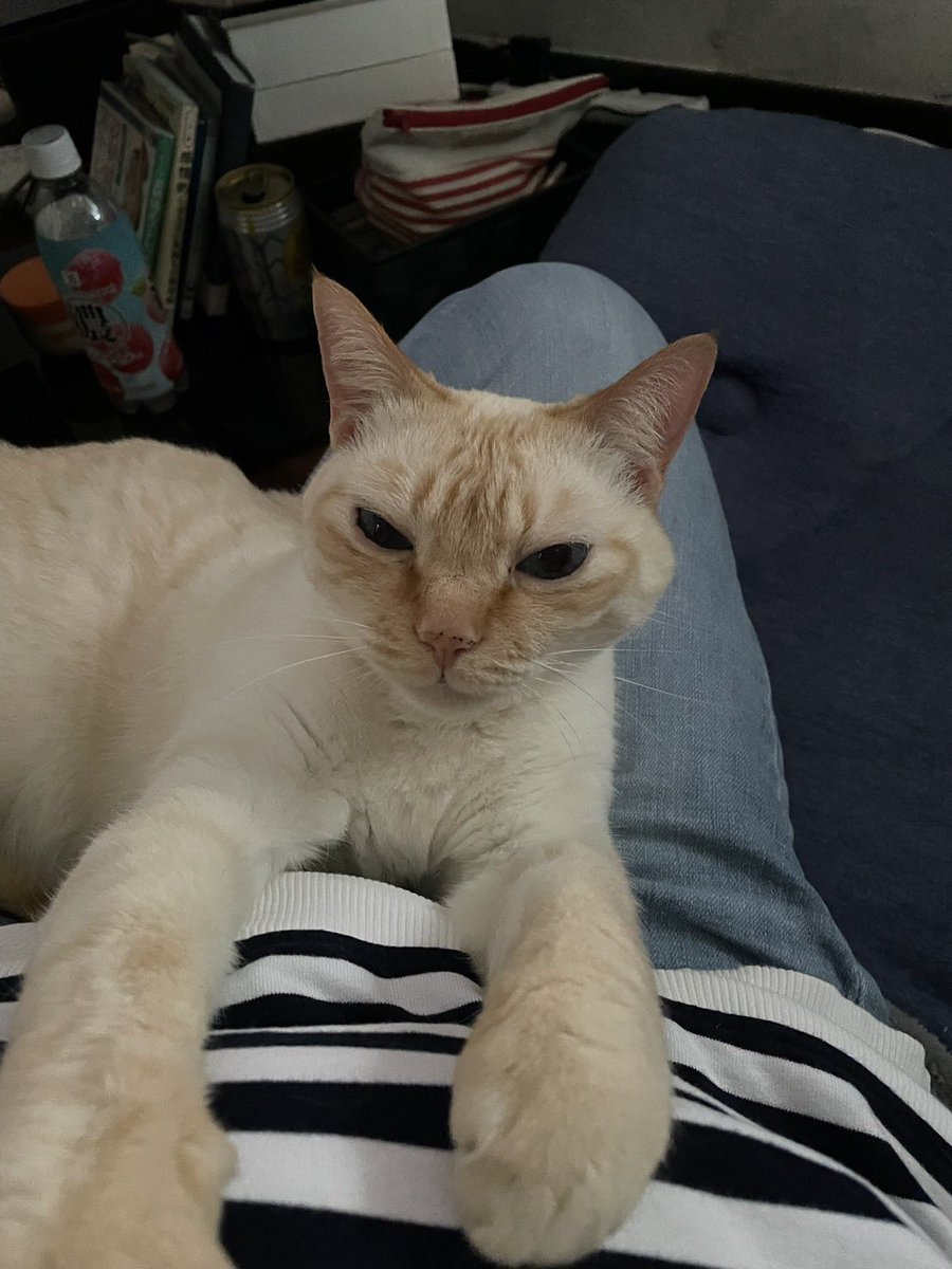 ummmmm_89's tweet photo. 猫探してます！

雑種 6歳 イクラ♂ 去勢済
【特徴】
尻尾が薄茶と白の縞々模様で、青い瞳をしてます。
滋賀県守山市今市町の友人宅に預けていた所、脱走し猫探偵に頼んでも見つからず悲しい思いをしています。
見かけた方や保護してくださった方がおられたら、こちらにリプかDMしていただきたいです。 https://t.co/5FgyAkeEjO