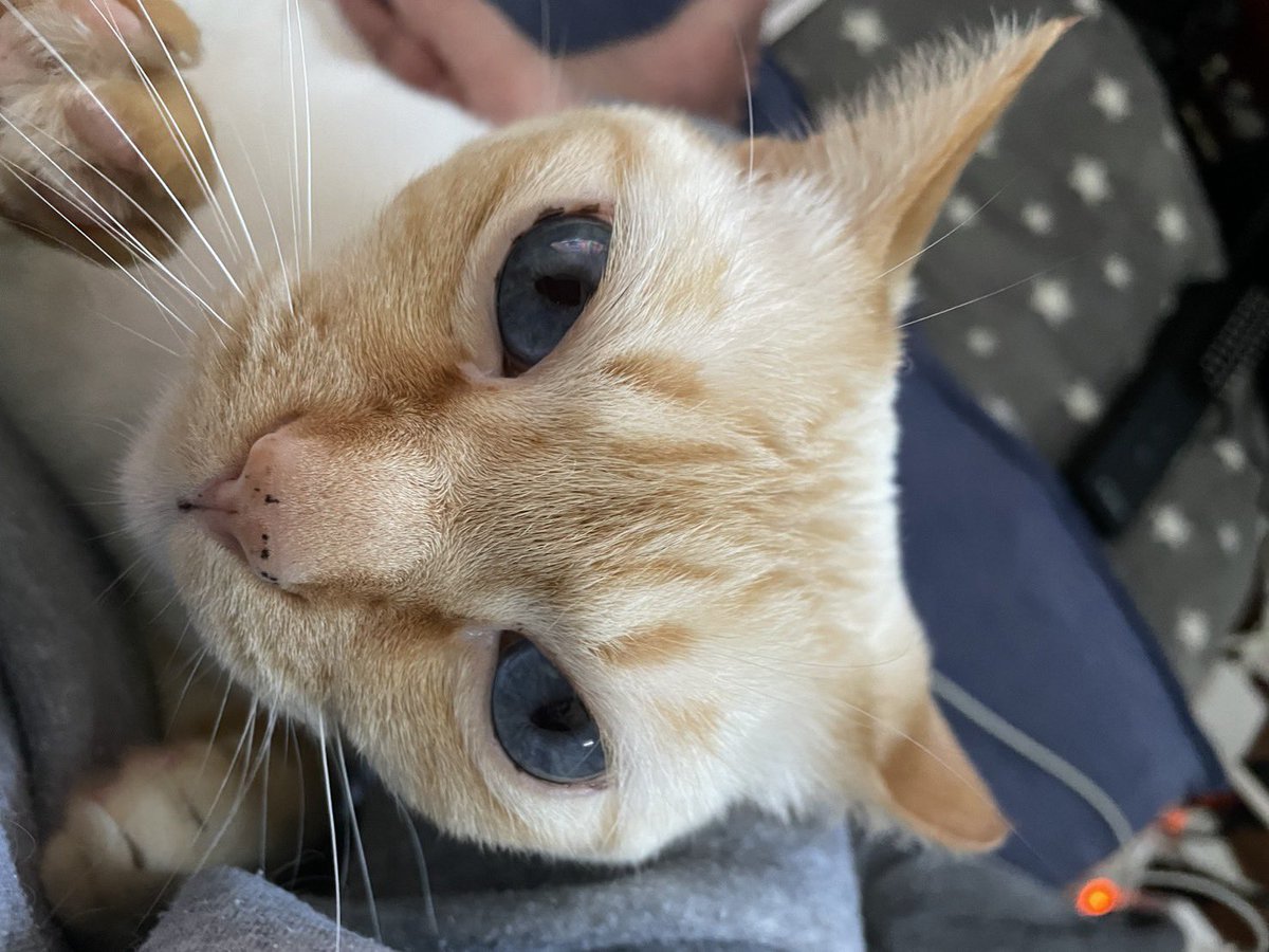 ummmmm_89's tweet photo. 猫探してます！

雑種 6歳 イクラ♂ 去勢済
【特徴】
尻尾が薄茶と白の縞々模様で、青い瞳をしてます。
滋賀県守山市今市町の友人宅に預けていた所、脱走し猫探偵に頼んでも見つからず悲しい思いをしています。
見かけた方や保護してくださった方がおられたら、こちらにリプかDMしていただきたいです。 https://t.co/5FgyAkeEjO