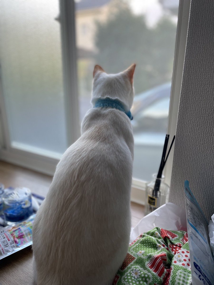 ummmmm_89's tweet photo. 猫探してます！

雑種 6歳 イクラ♂ 去勢済
【特徴】
尻尾が薄茶と白の縞々模様で、青い瞳をしてます。
滋賀県守山市今市町の友人宅に預けていた所、脱走し猫探偵に頼んでも見つからず悲しい思いをしています。
見かけた方や保護してくださった方がおられたら、こちらにリプかDMしていただきたいです。 https://t.co/5FgyAkeEjO